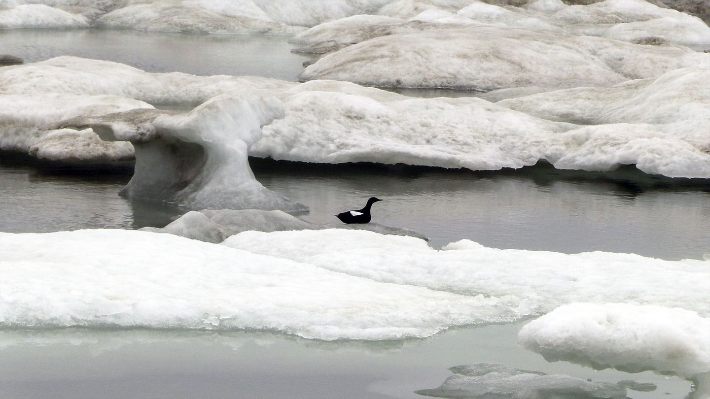 Les métamorphoses des glaces polaires : Un défi pour les écosystèmes