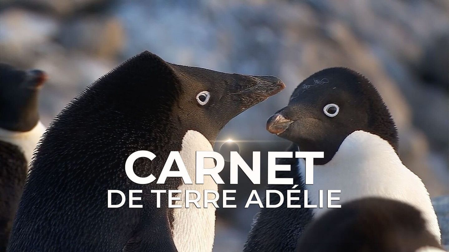 Carnet de Terre Adélie