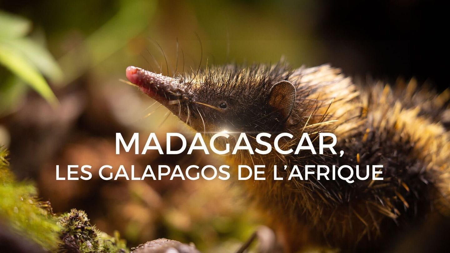 Madagascar, les Galapagos de l'Afrique