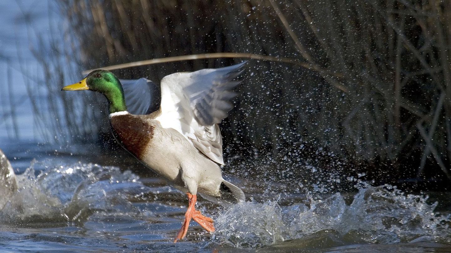 Espagne : un paradis sur la route des oiseaux