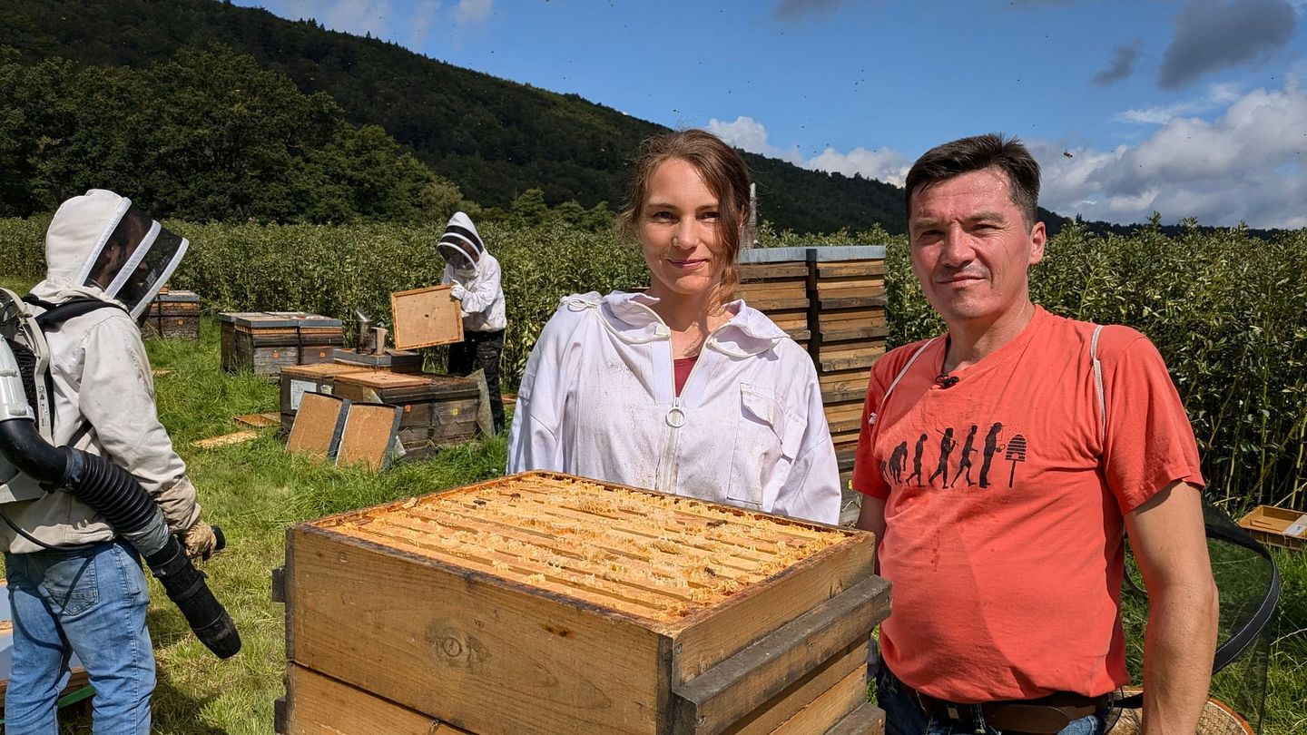 Europe : haro sur le faux miel importé !