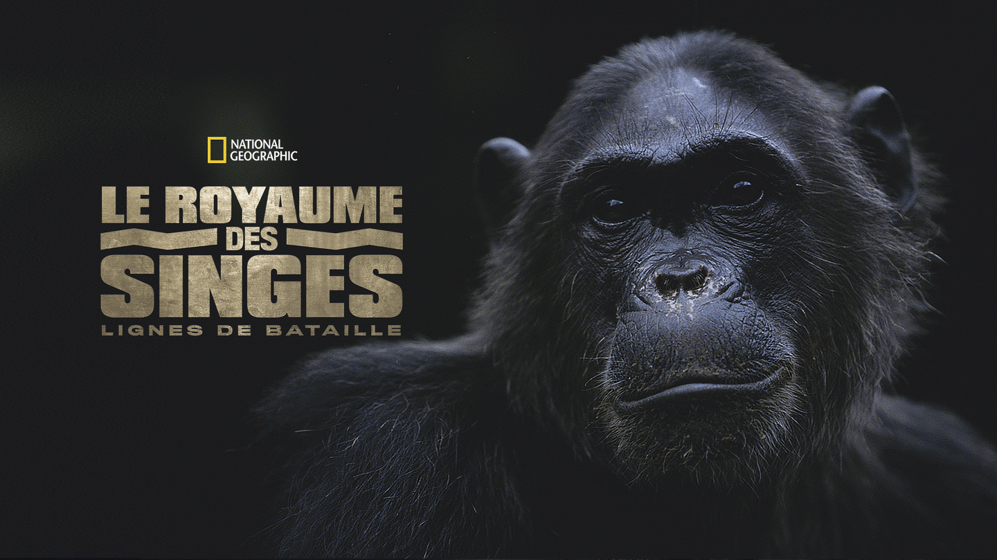 Le royaume des singes: Lignes de bataille