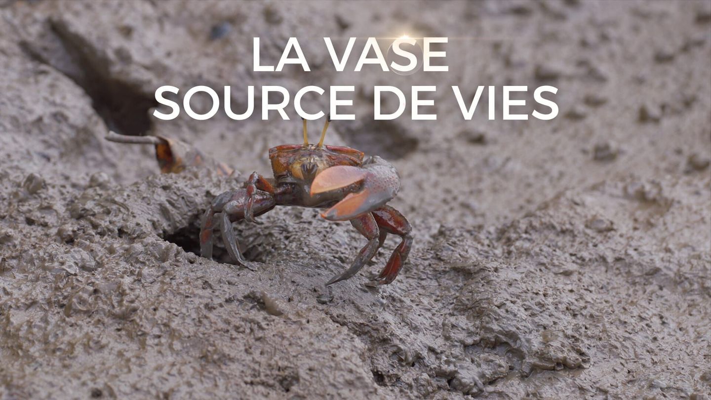 La vase source de vies