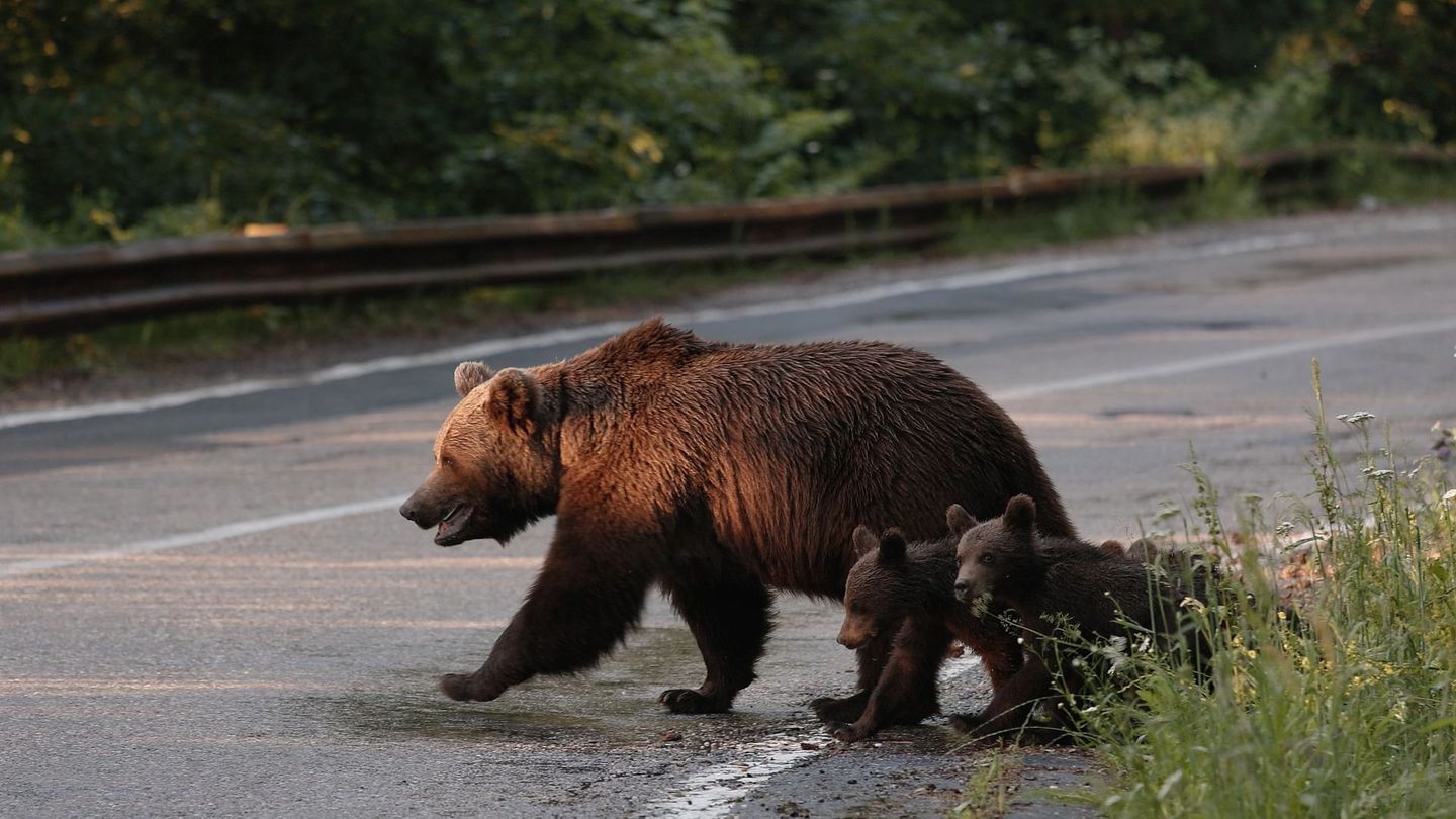 Animaux et humains, la Terre en partage