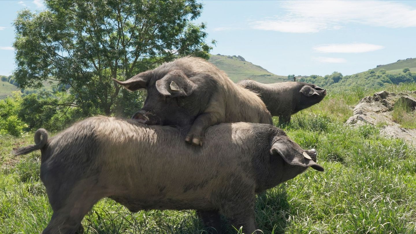 Le Kintoa, roi des cochons basques