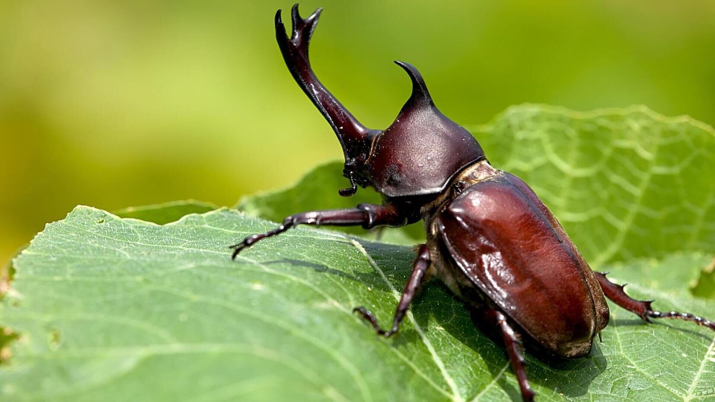 La grande parade des insectes