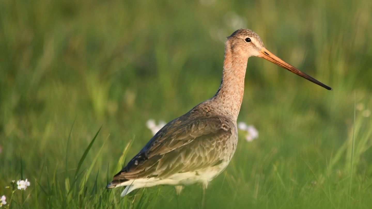 La barge à queue noire : L'oiseau méconnu des rivages