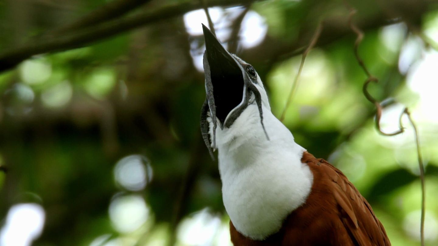 La forêt tropicale sèche du Costa Rica