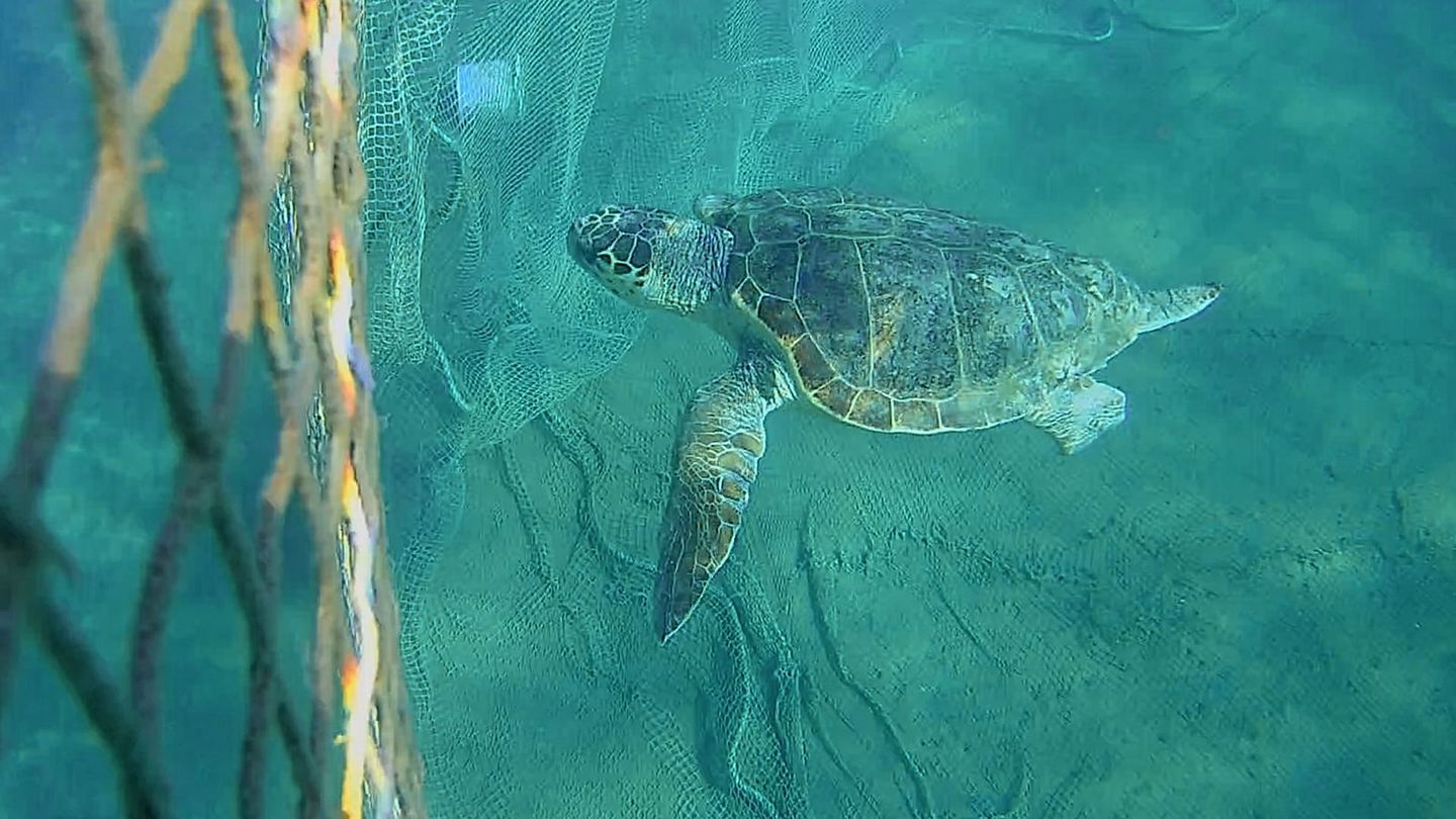 Méditerranée : tortues en danger !