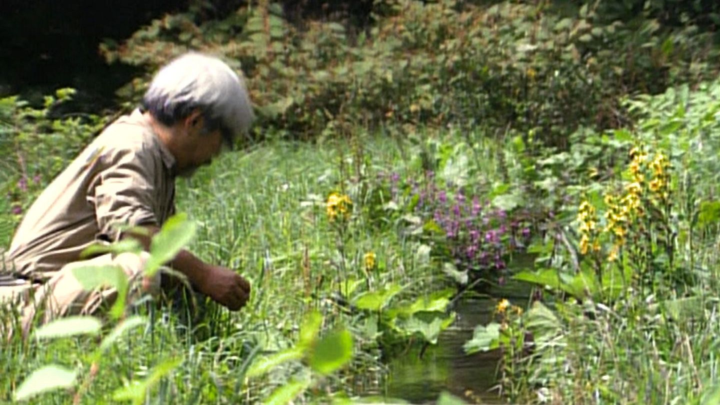 Miyazaki, l'esprit de la nature