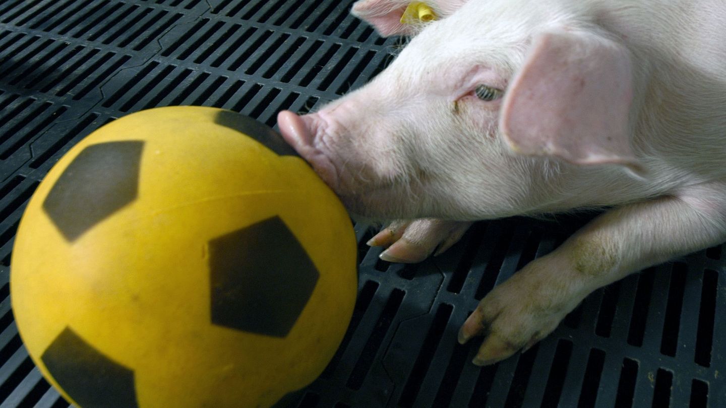 Des plaisirs pas si bêtes