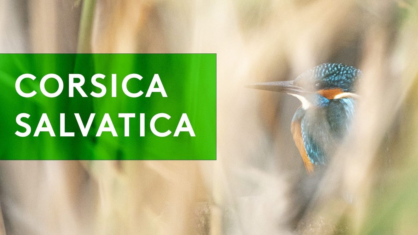 Corsica Salvatica