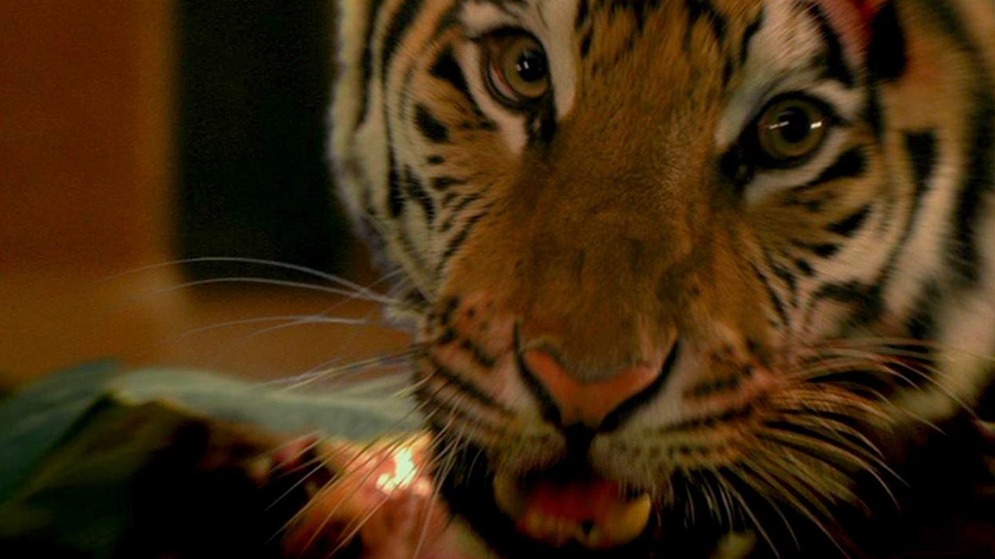 Burning Bright, dans l'oeil du tigre - Trailer