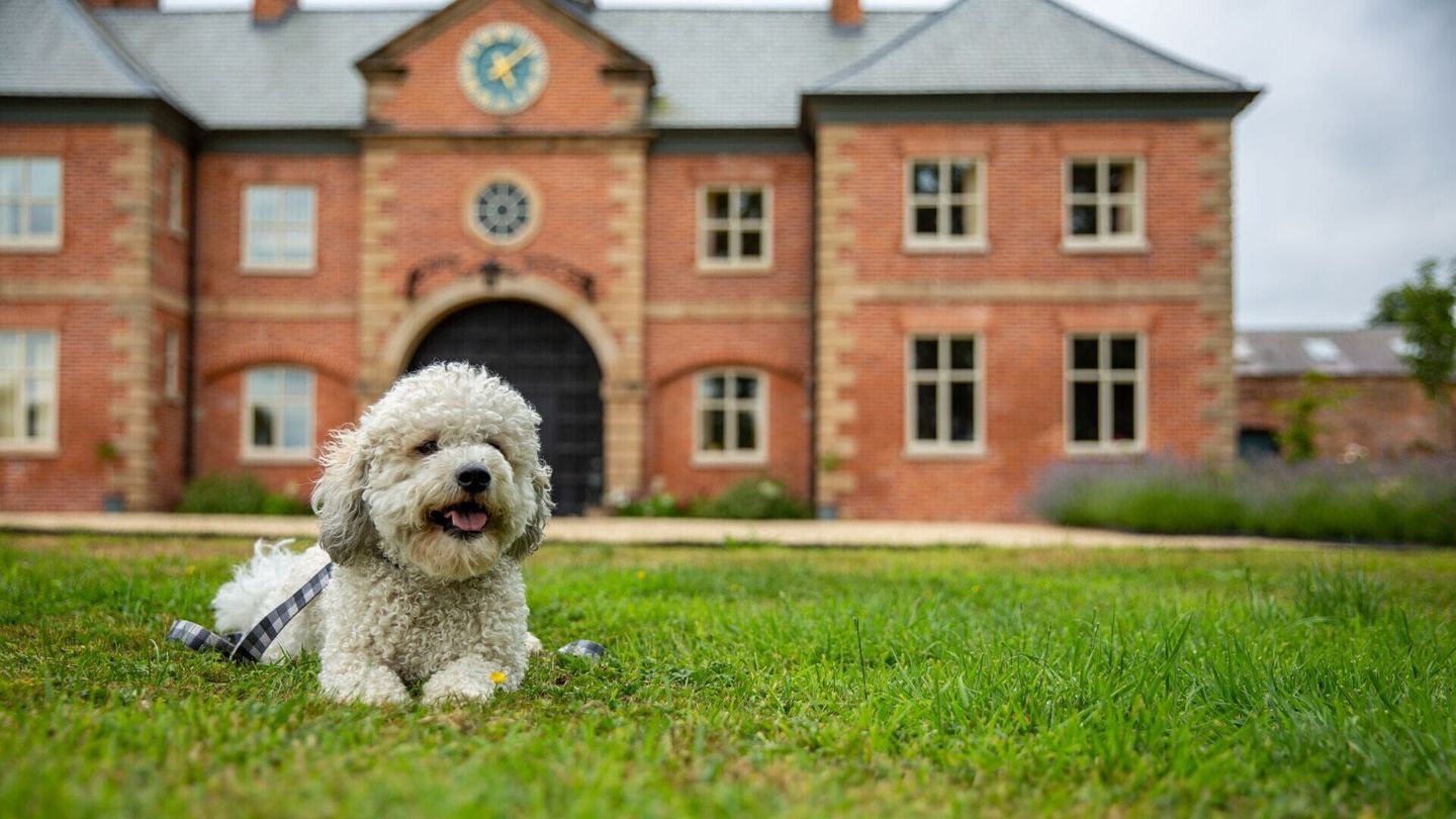 La dog Académie