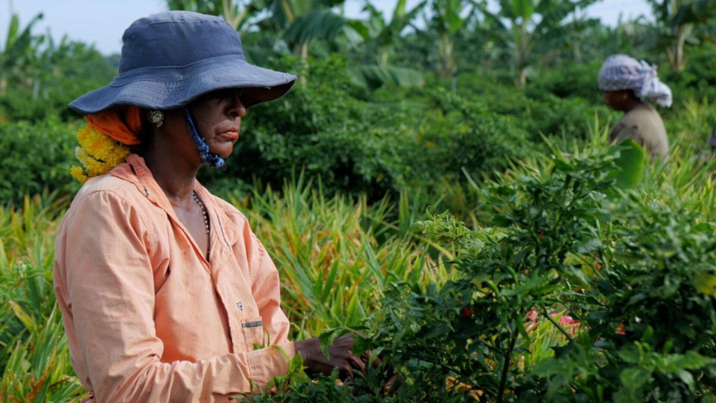 Les maîtres du piment