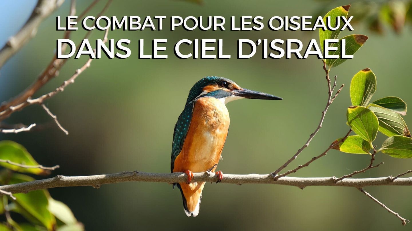 Le combat pour les oiseaux dans le ciel d'Israël