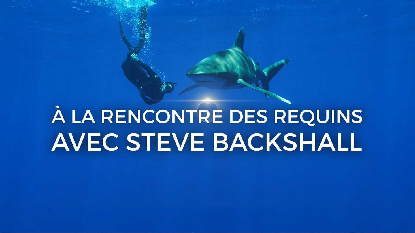 A la rencontre des requins avec Steve Backshall