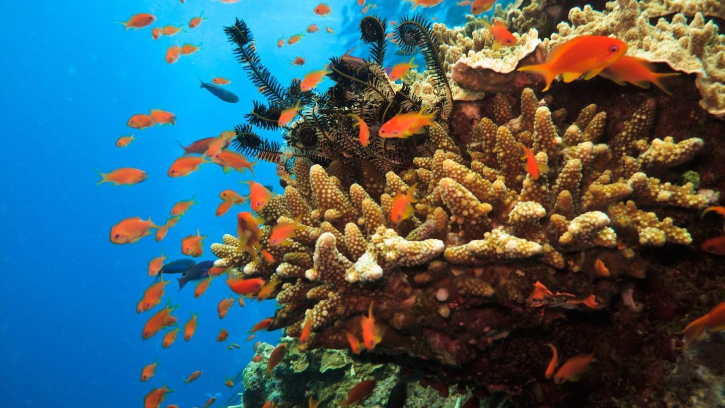 Les prédateurs de la Grande Barrière de corail