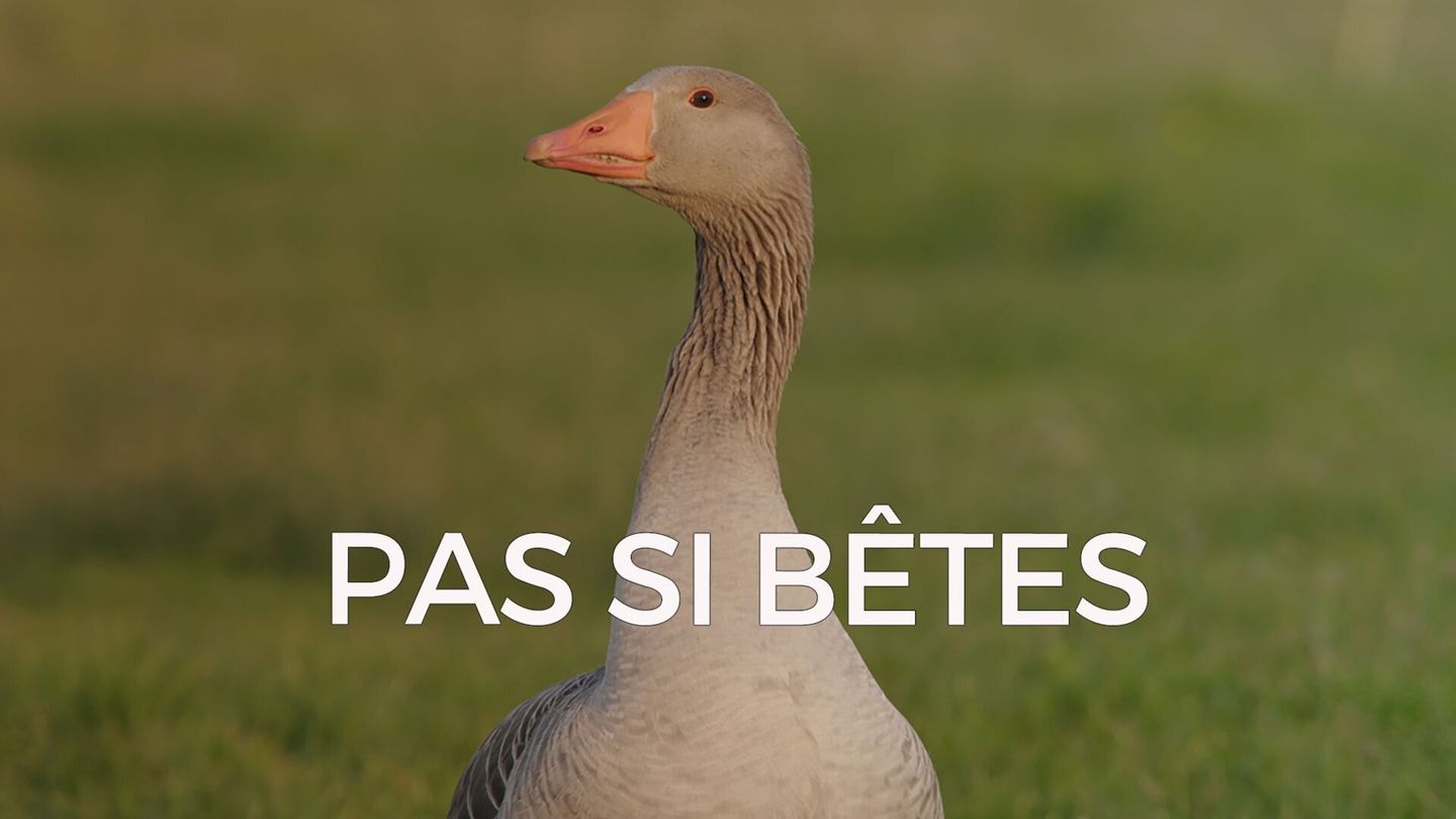 Pas si bêtes !