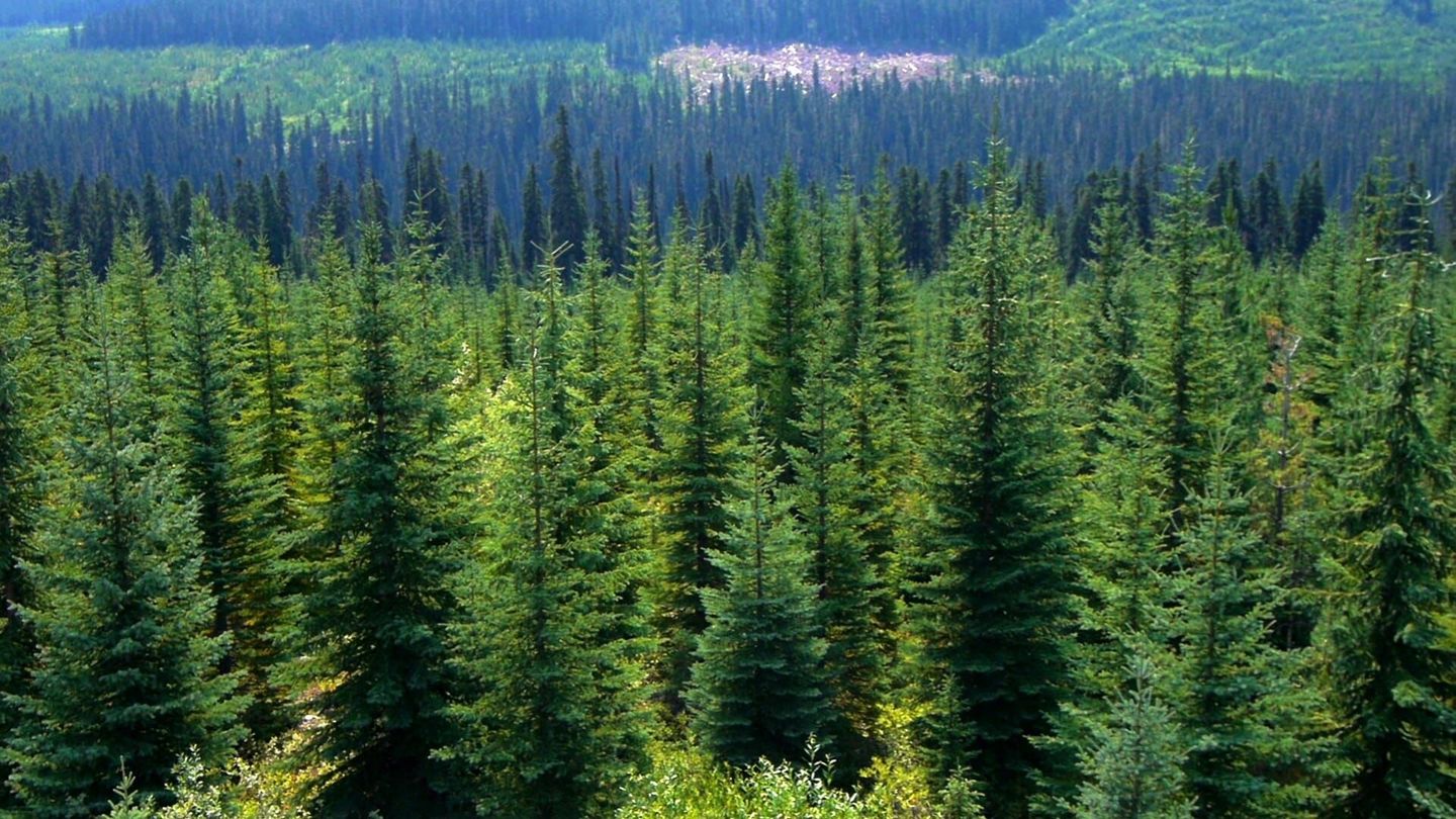 L'intelligence des arbres