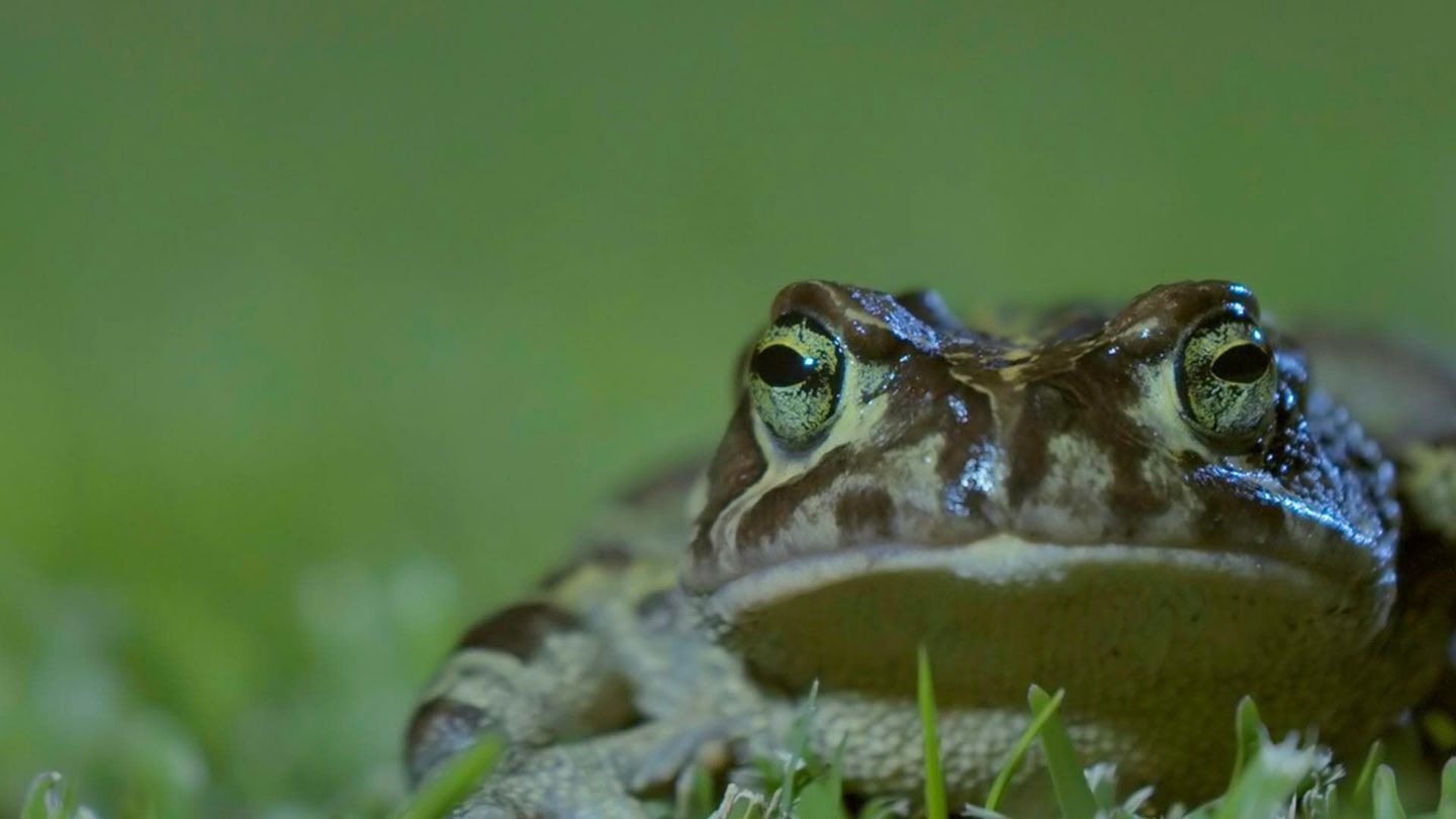 Les animaux emblématiques d'Afrique