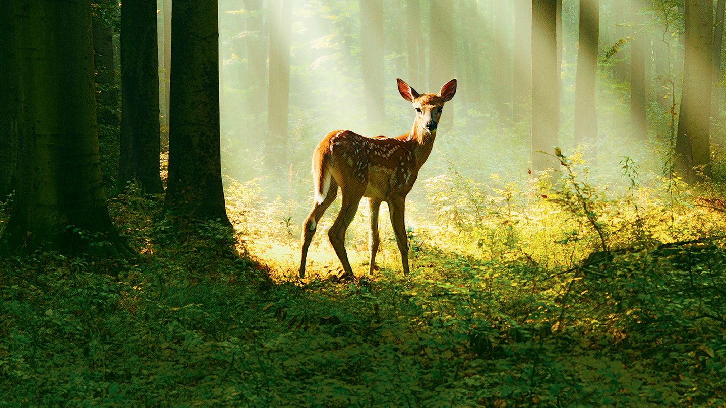 Bambi, l'histoire d'une vie dans les bois - Trailer