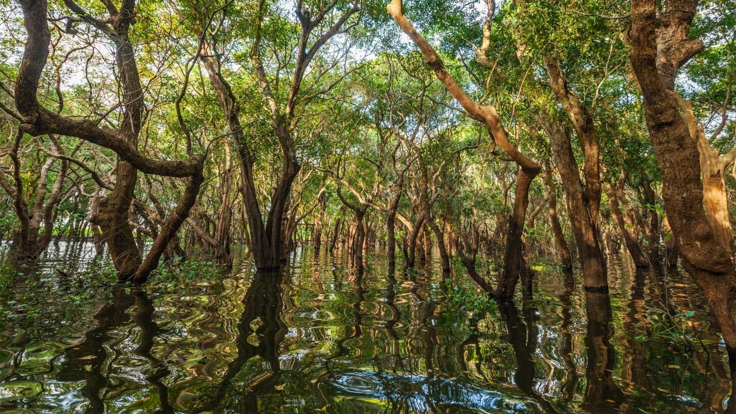 La forêt merveilleuse du Cambodge