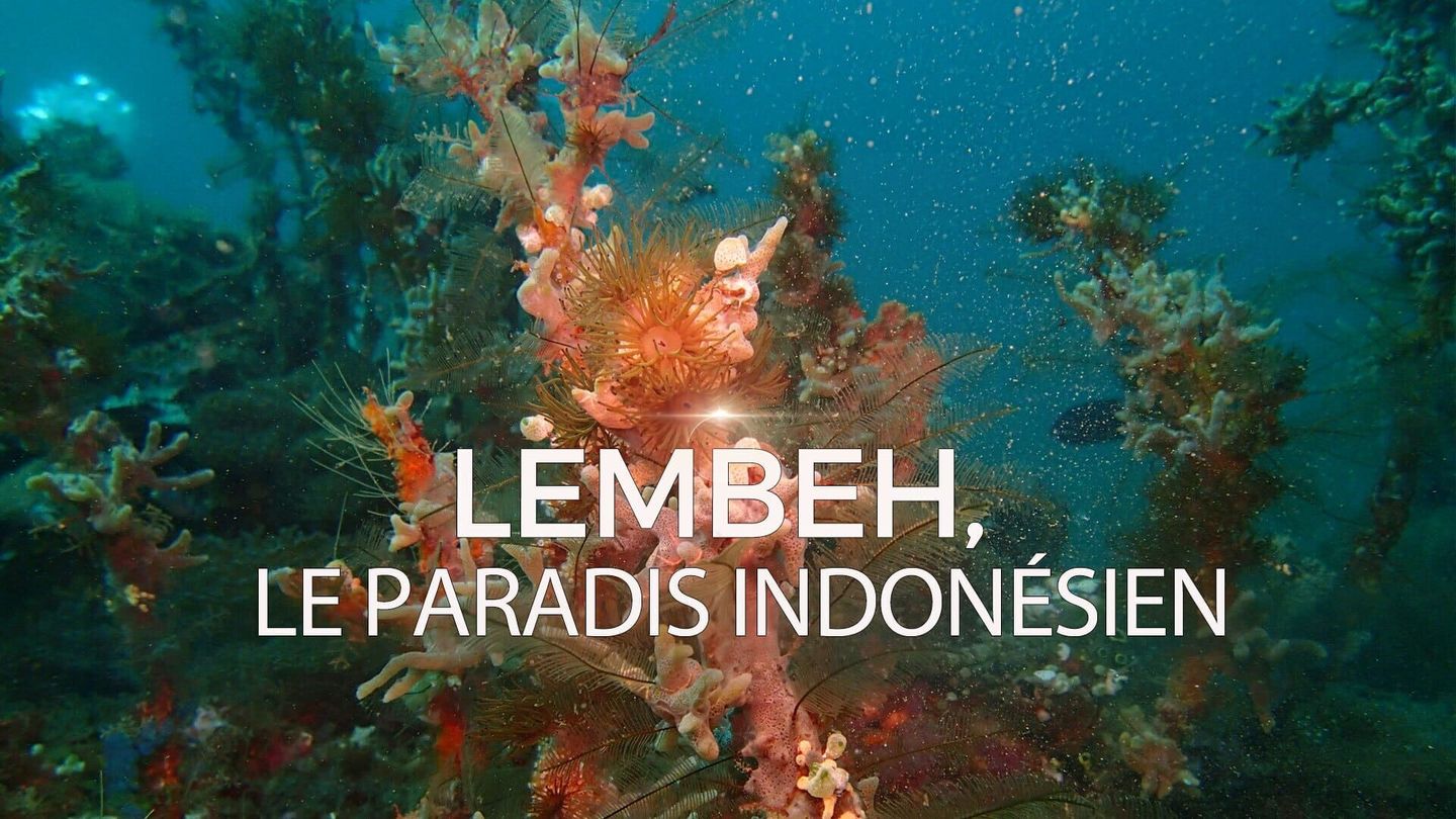 Lembeh, le paradis indonésien