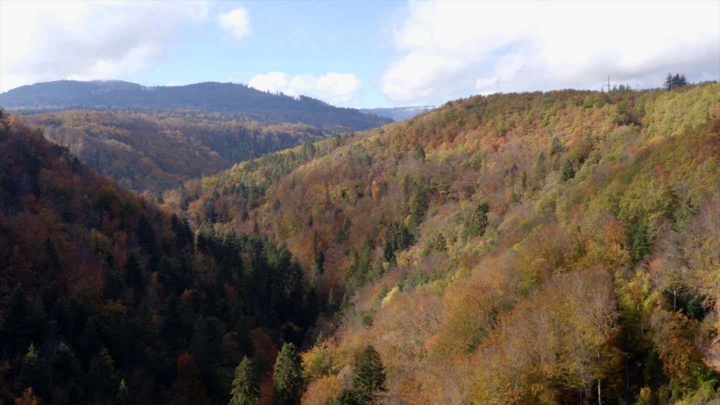 Francis Hallé, une vie en forêt