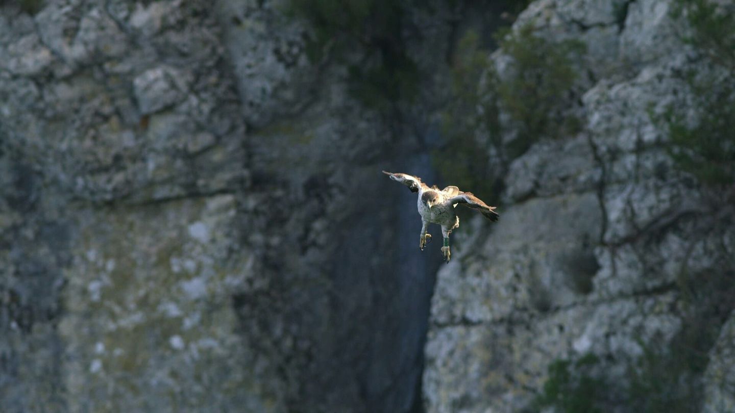 Aigle de Bonelli, le prince des garrigues