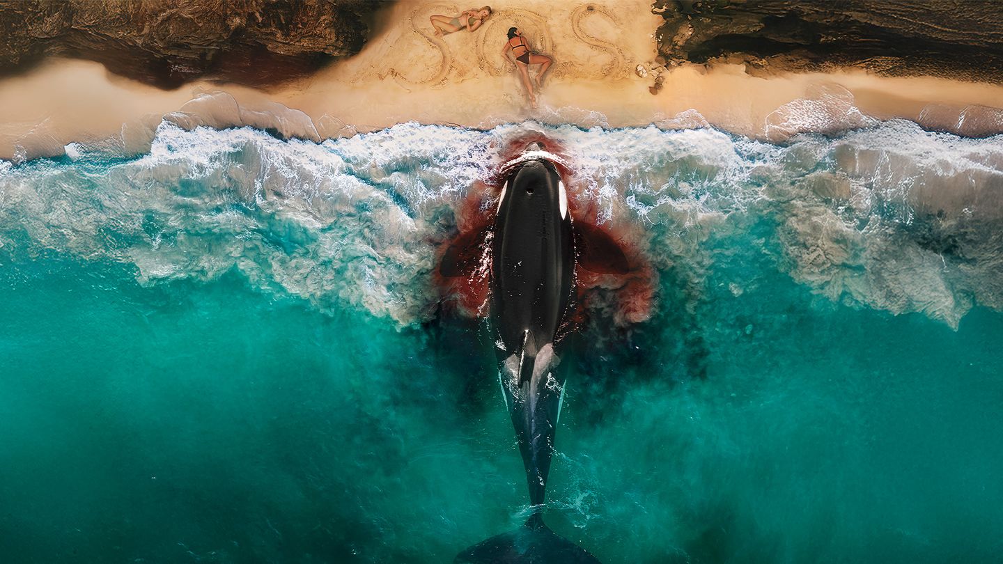 Killer Whale