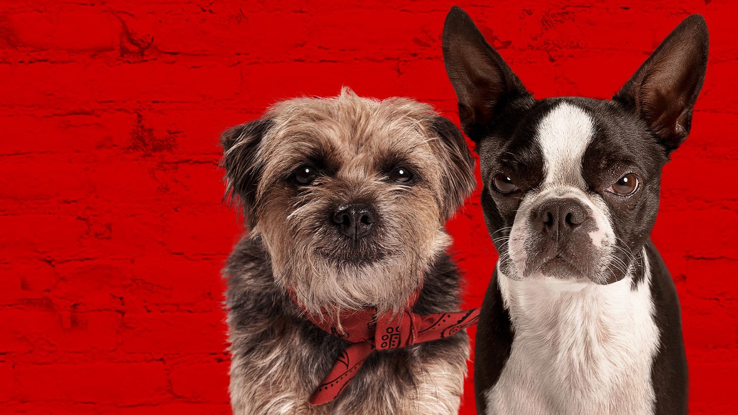 Backstreet Dogs - Trailer