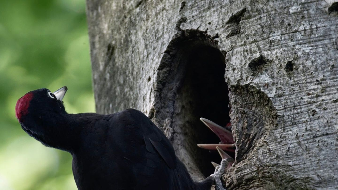 Dr Pic Noir : urgences des bois