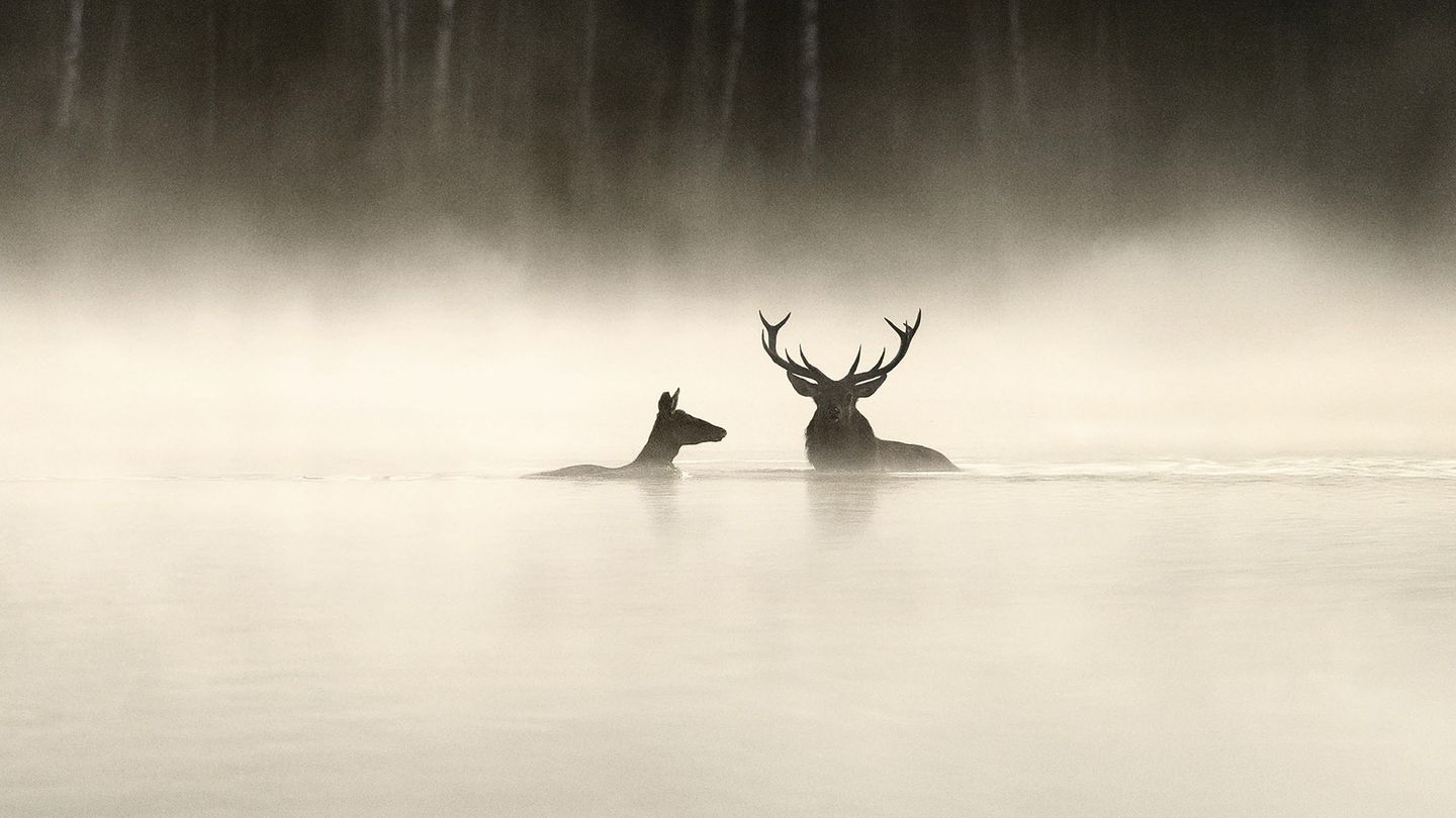 Le Chant des forêts