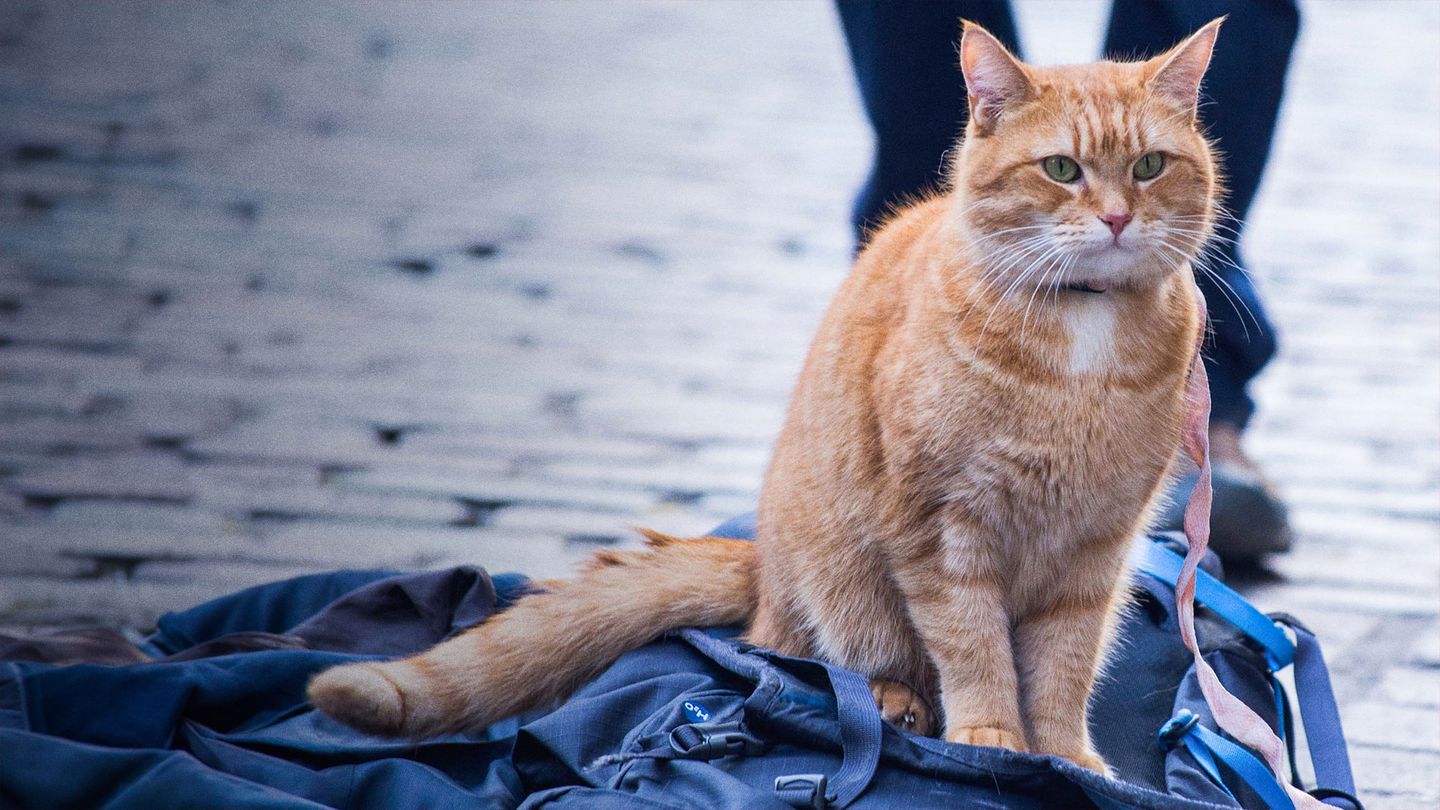 Un chat pour la vie