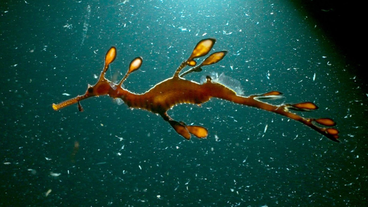 La Tasmanie sauvage