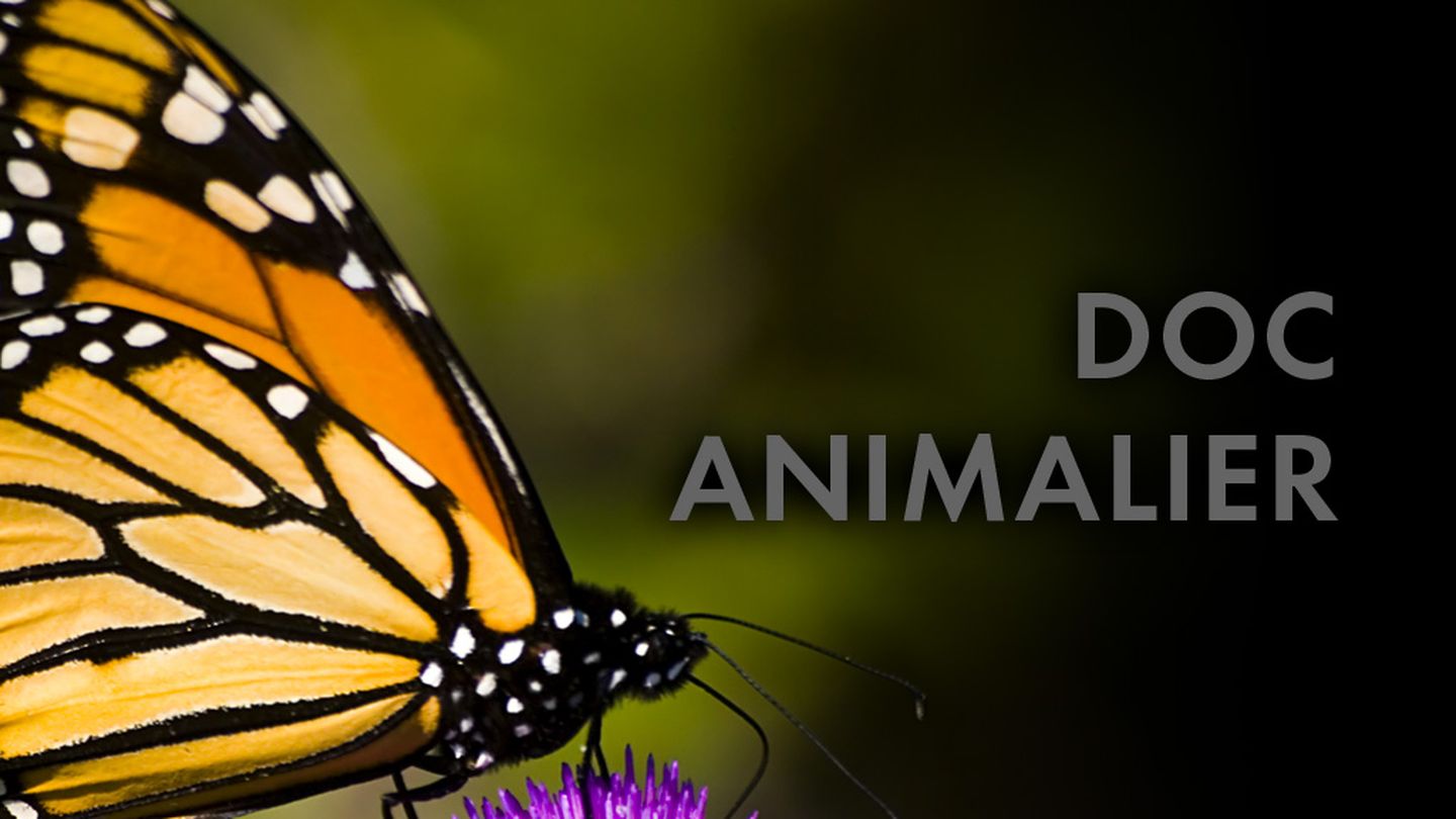 Dragons & Damsels : Ultimate Insects