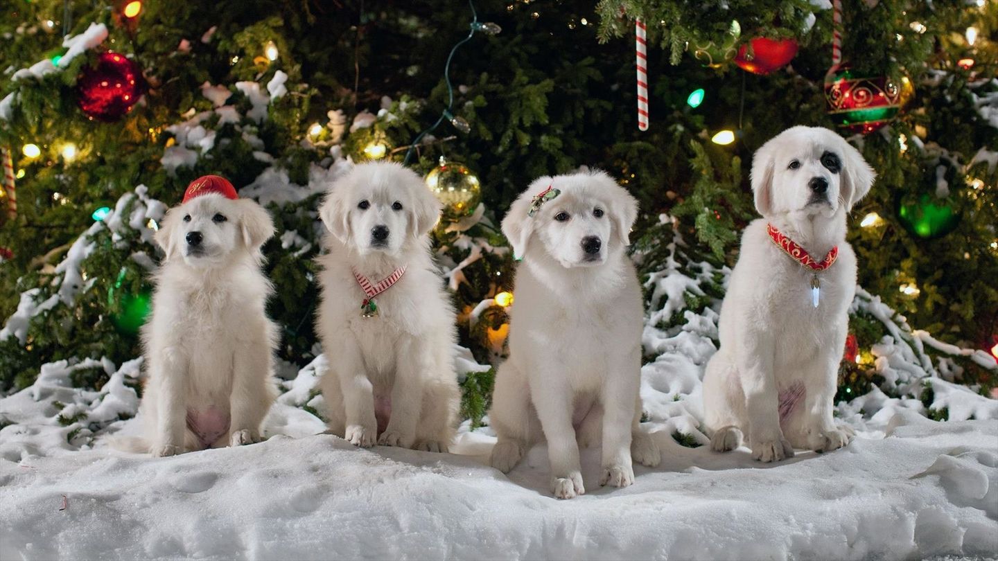 Les chiots Noël, la relève est arrivée