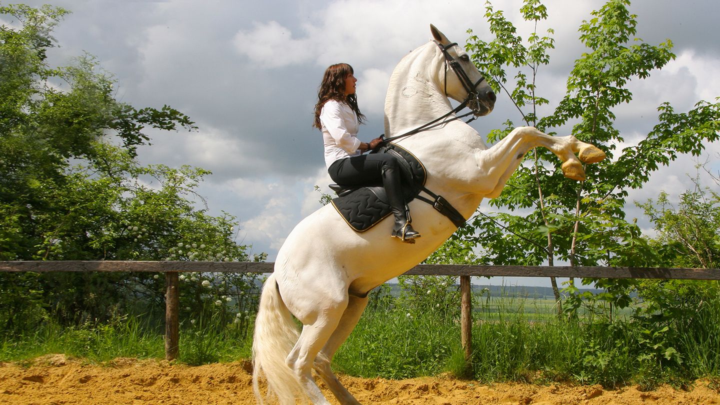 Danse avec lui