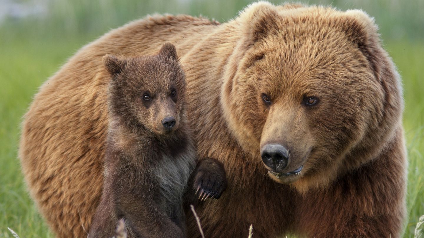 Grizzly