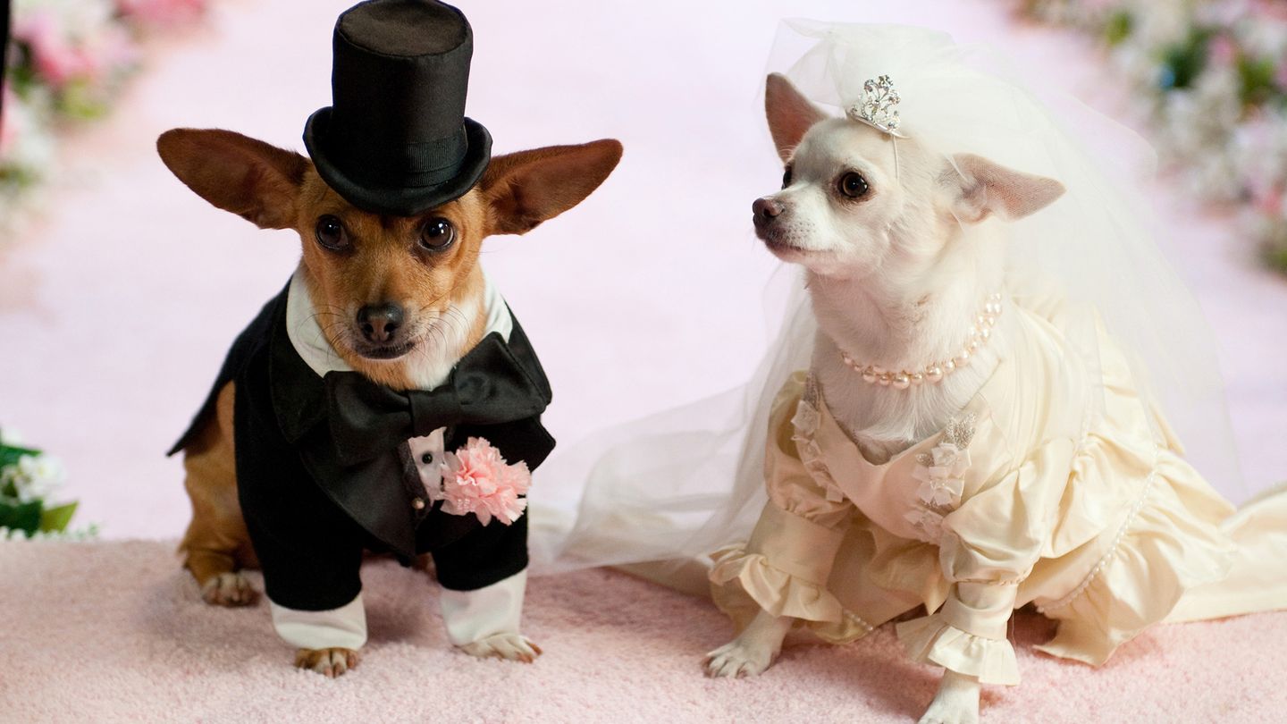 Le chihuahua de Beverly Hills 2