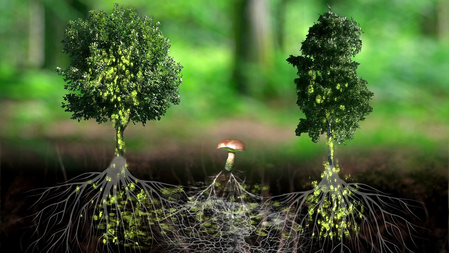 L'intelligence des arbres