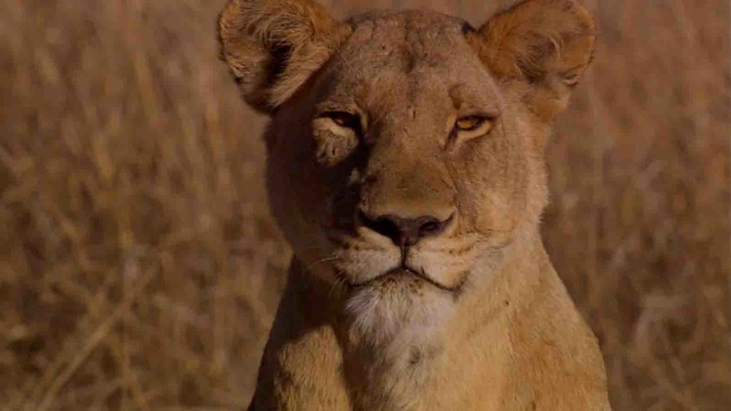 La reine lionne