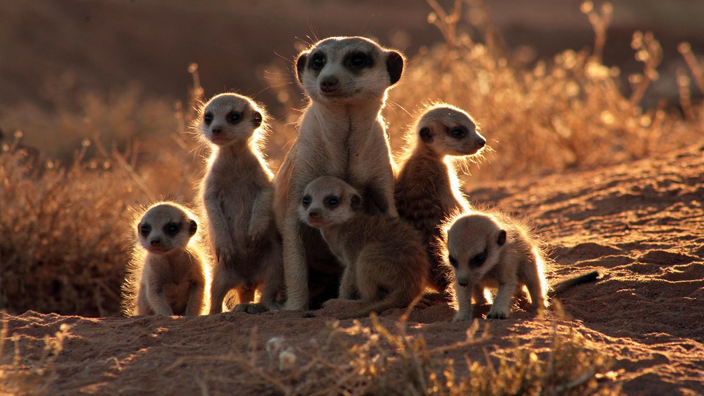 La famille Suricate