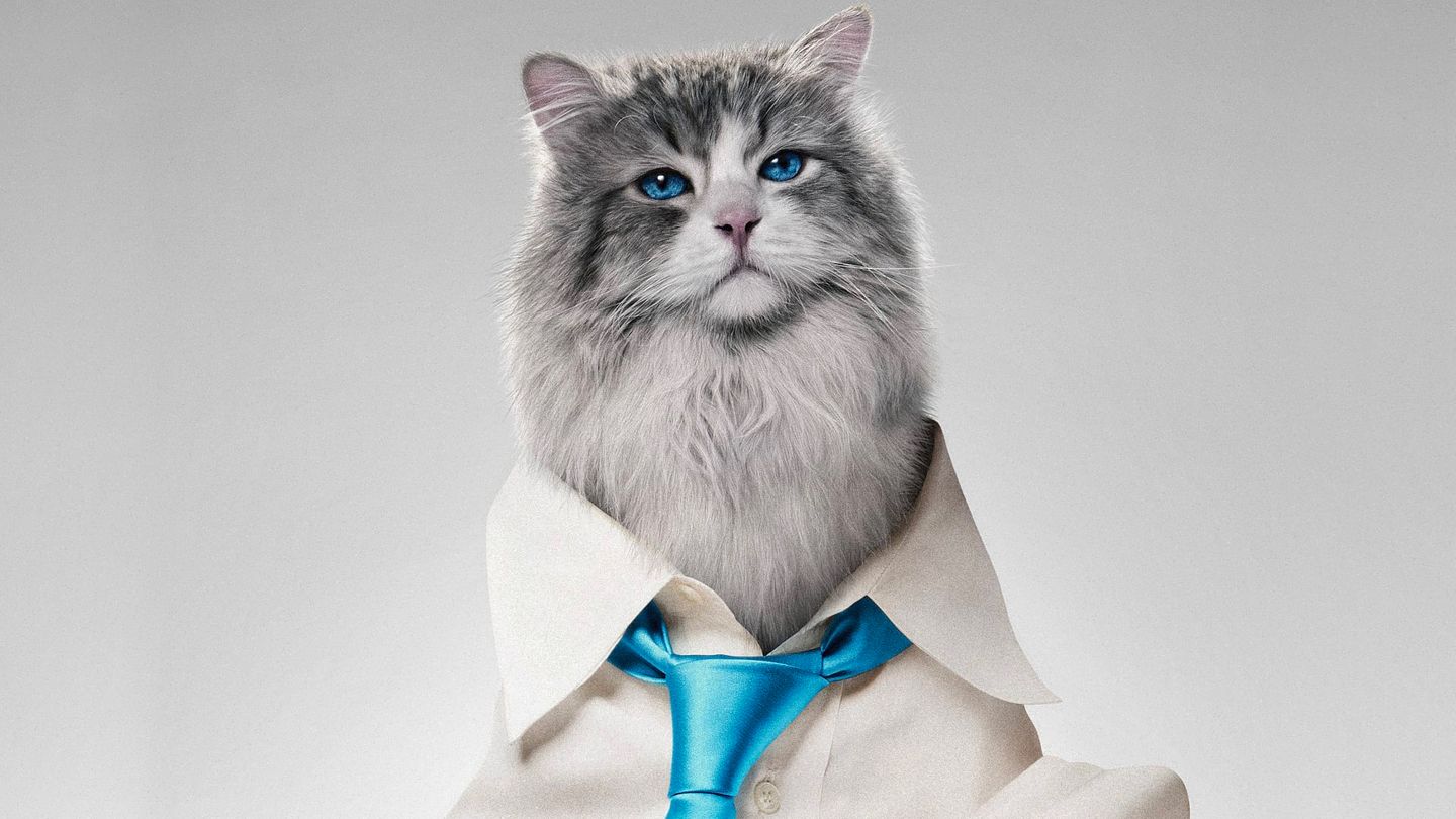 Ma vie de chat