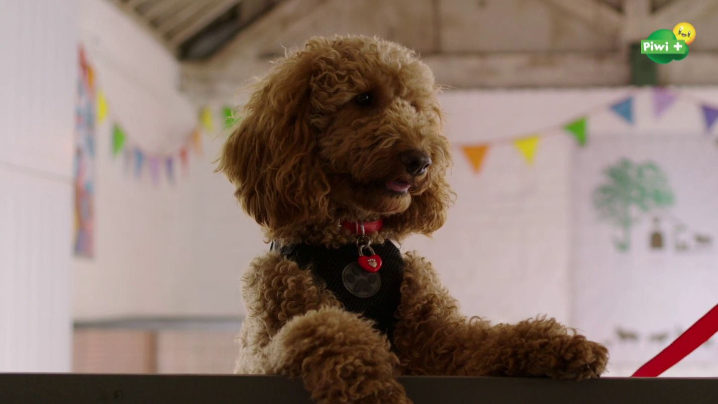 Wafle, le chien wahou
