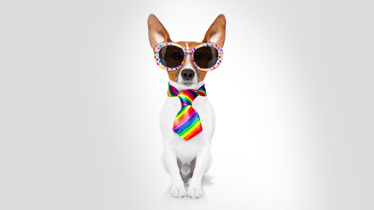 My gay dog