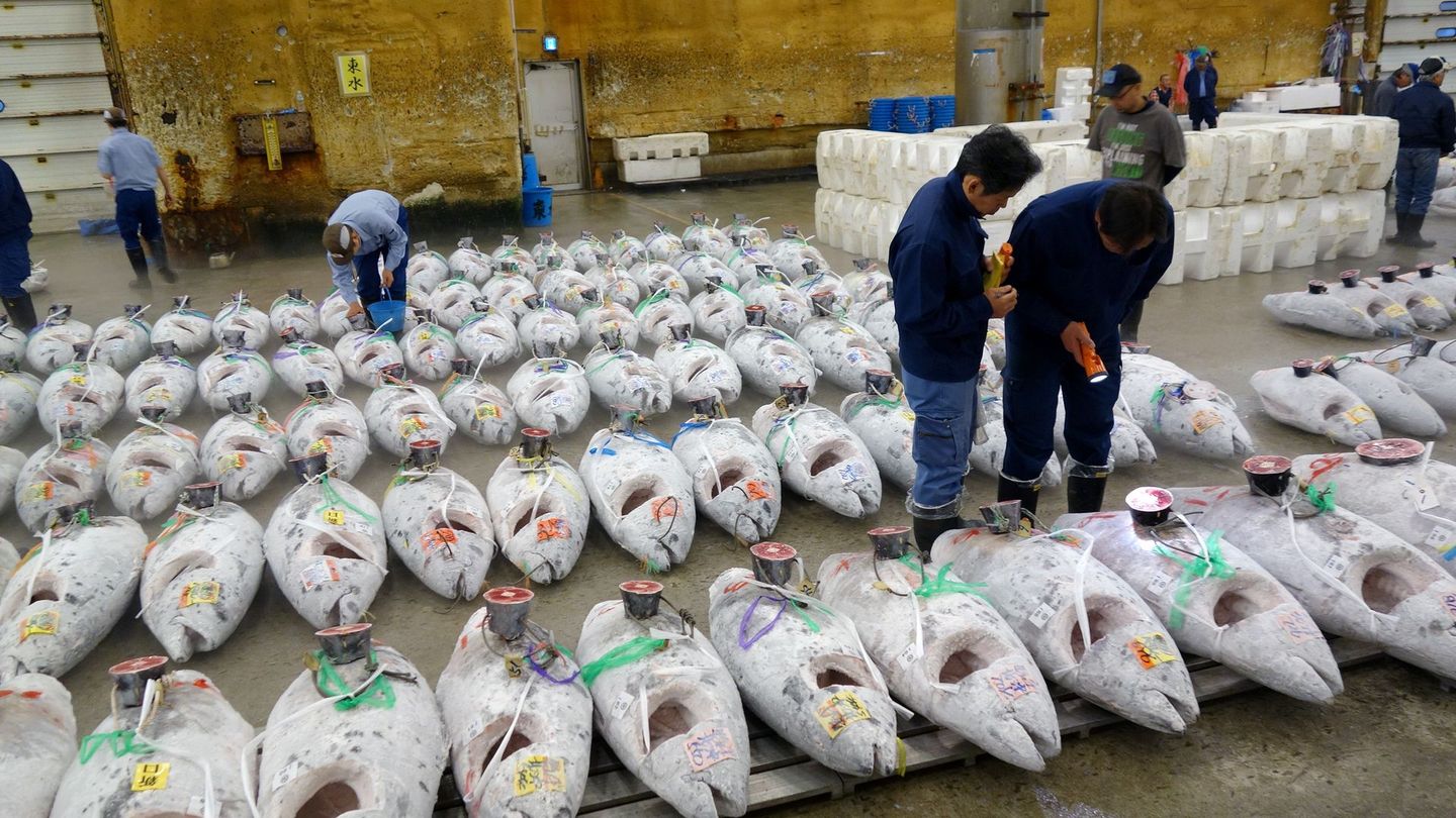 Tokyo, il était une fois le marché aux poissons