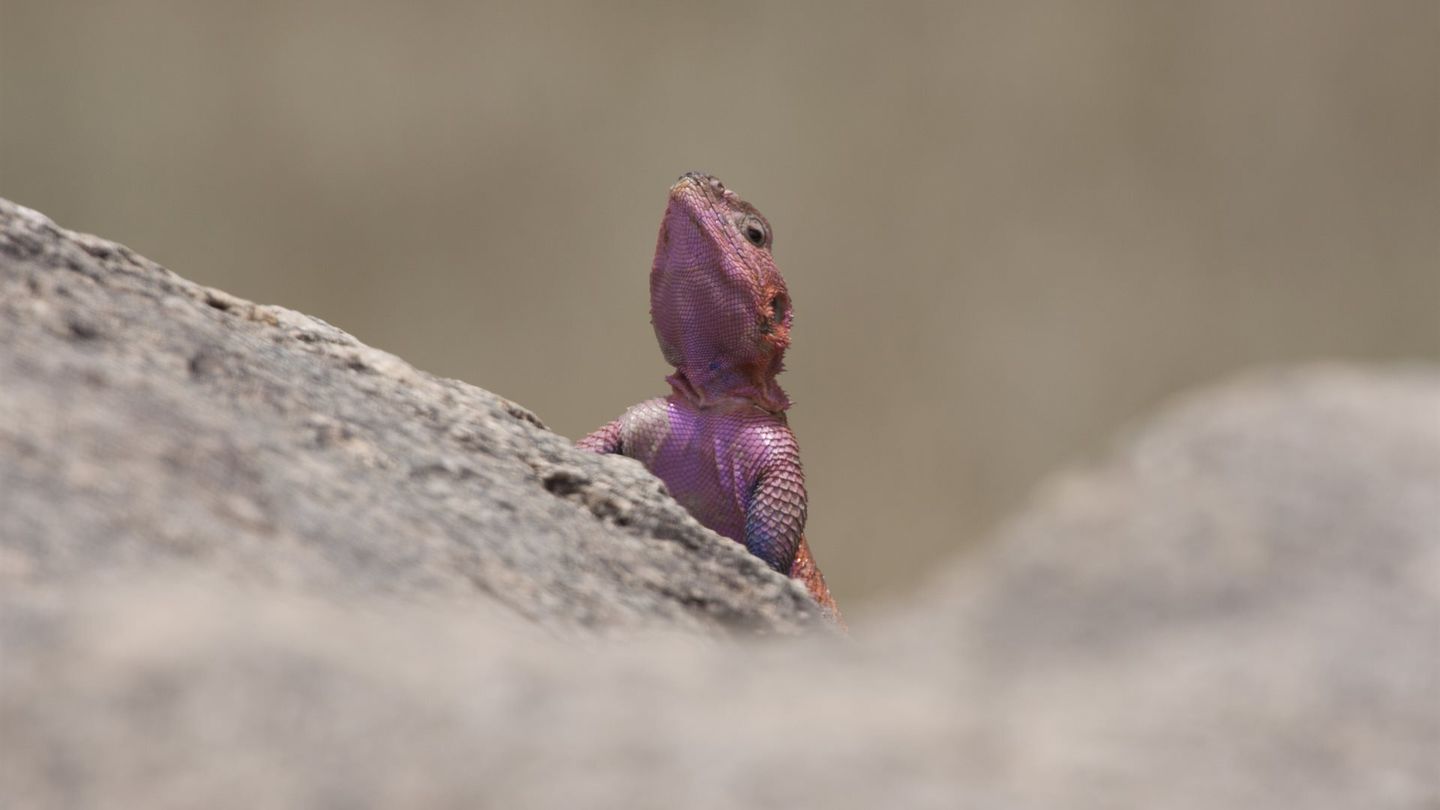 Afrique sauvage
