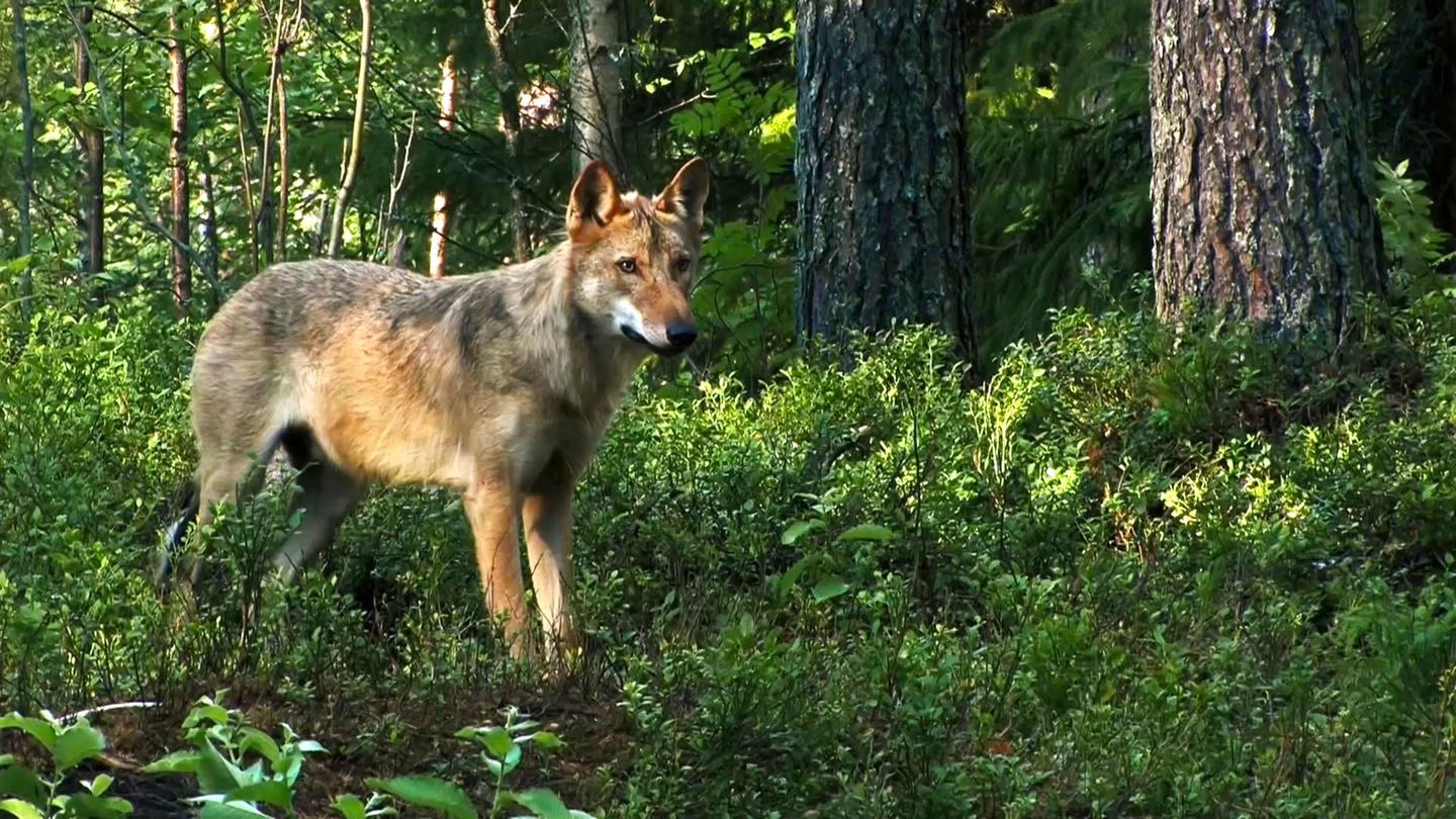 L'Europe à la reconquête de la biodiversité
